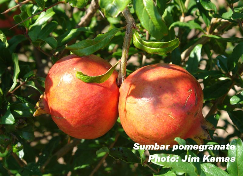 Sumbar pomegranate, Jim Kamas photo 