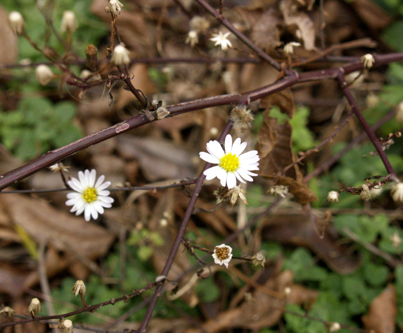 wild aster