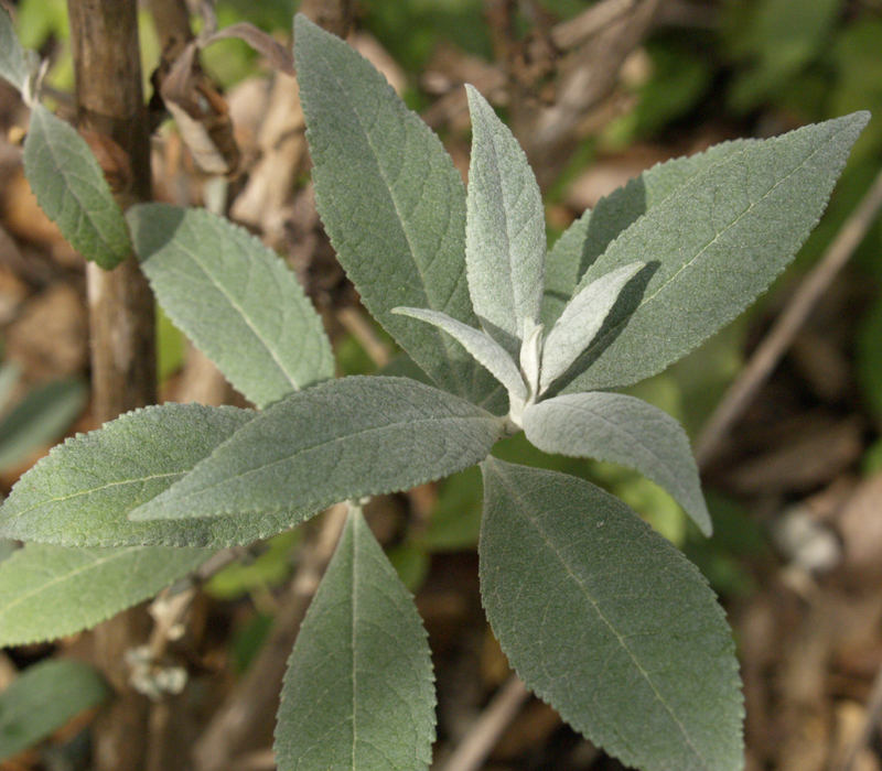 Buddleja 'Butterfly Heaven' winter gray leaves