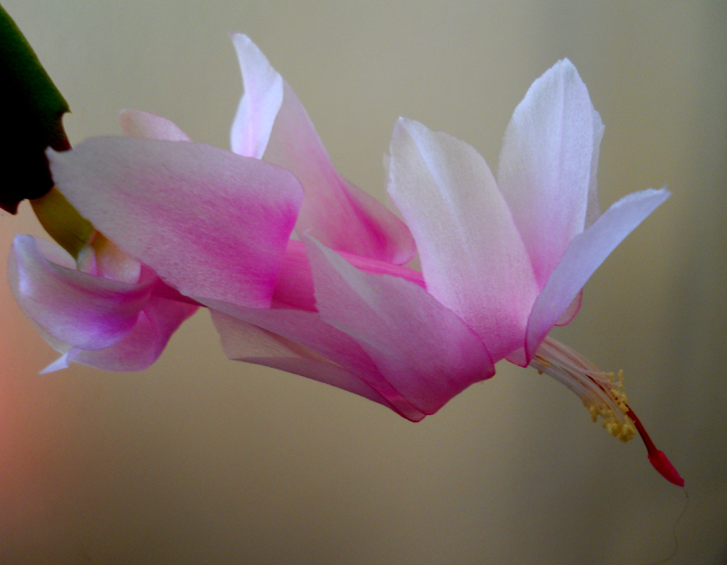 Christmas cactus 