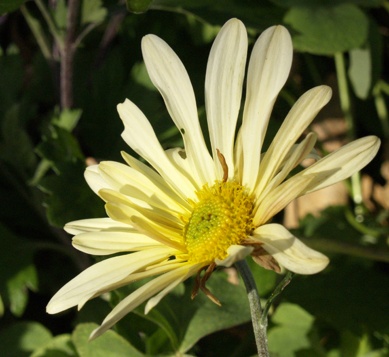 Butterpat chrysanthemum 