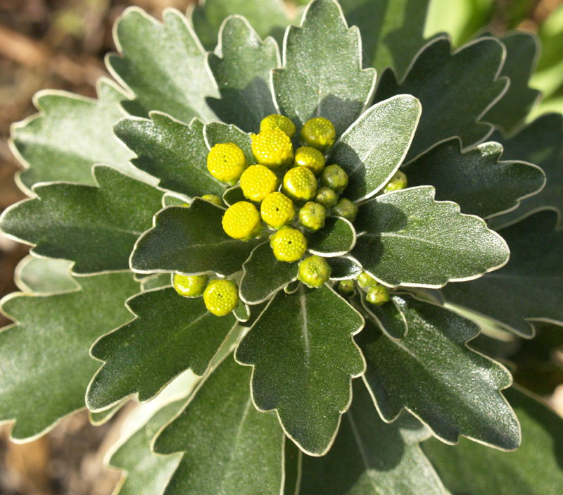 chrysanthemum pacificum 