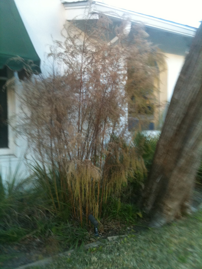 mystery plant mystery plant