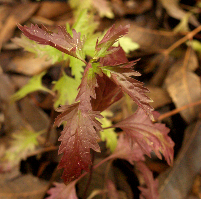 conoclinium greggii, eupatorium greggi purple winter leaves