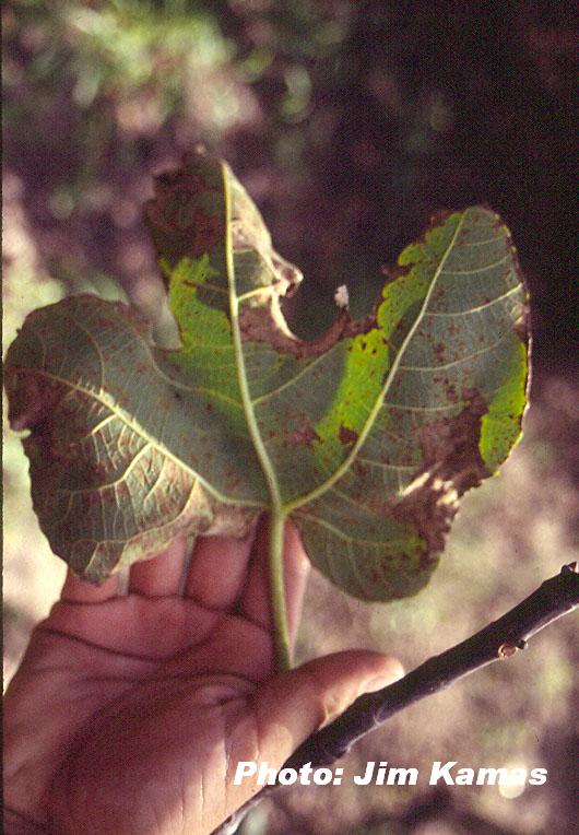 Fig rust Jim Kamas photo