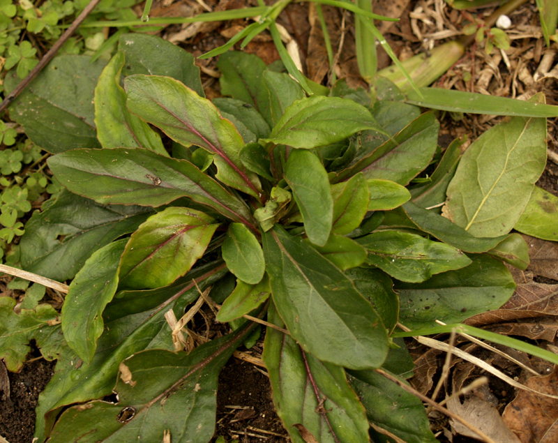 Gulf Coast penstemon rosette Gulf Coast penstemon rosette