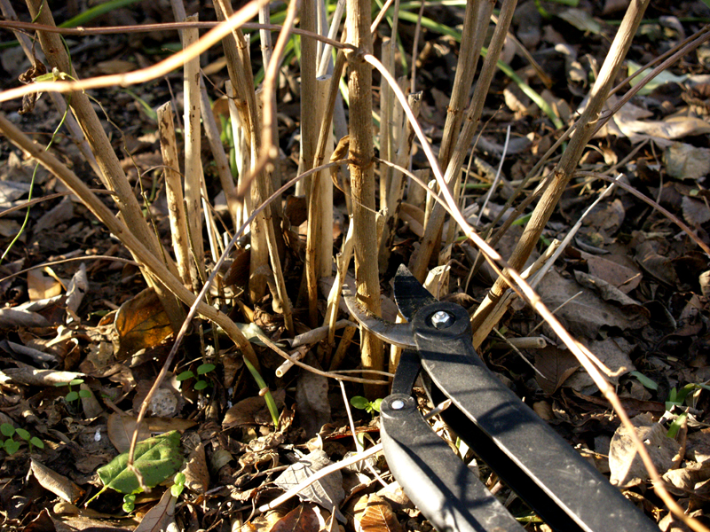 cutting back dormant hamelia patens