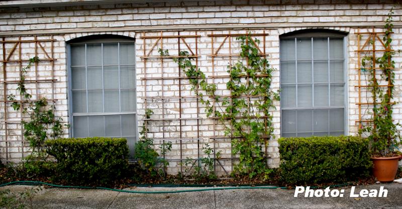 trellised roses in narrow space 