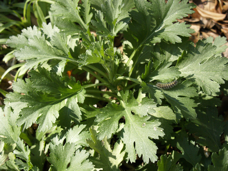 Chrysanthemum rosette