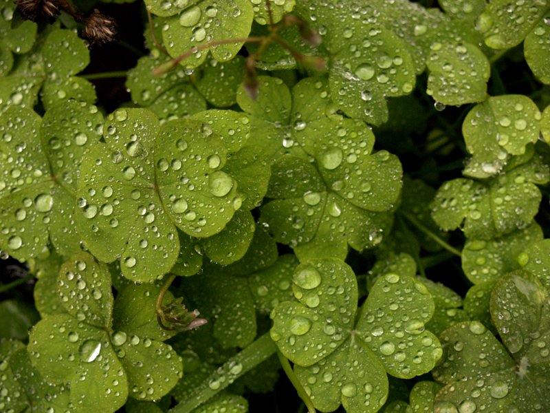 Oxalis raindrops