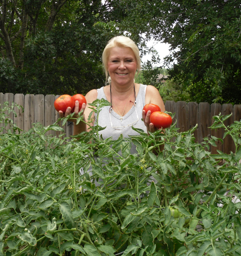 Celebrity tomatoes Celebrity tomatoes