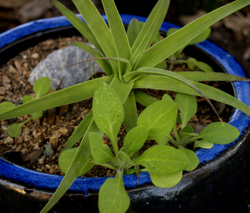 Petunia seeded in squid agave pot