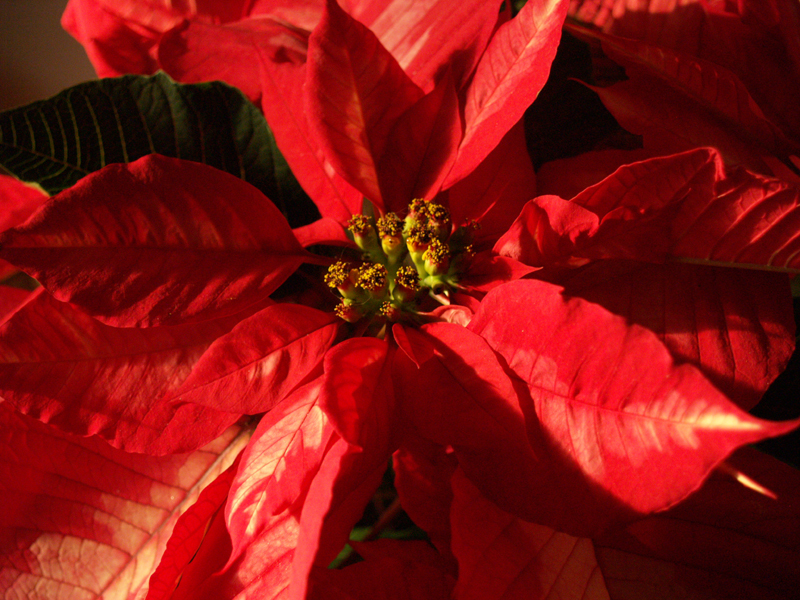 poinsettia austin texas