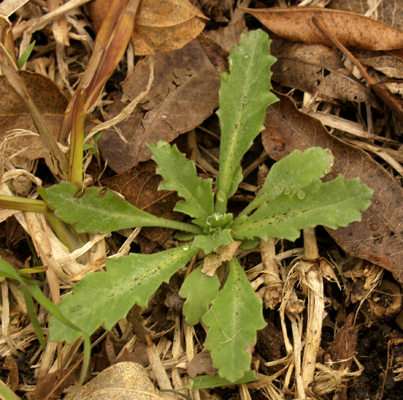 poppy rosette seeded in grass