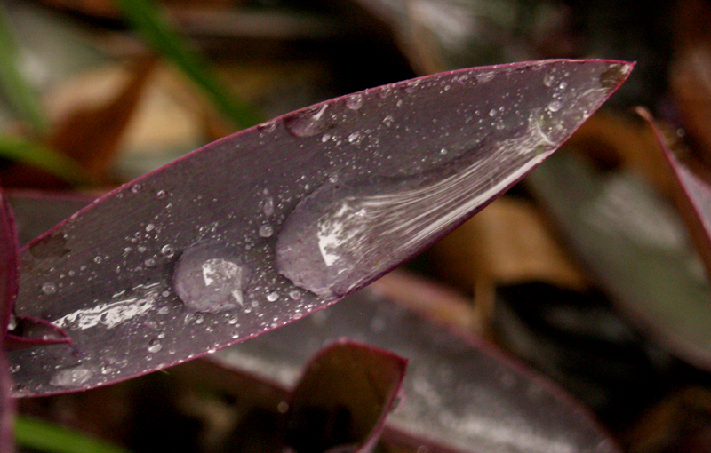 Purple heart, Setcreasea pallida raindrop Purple heart, Setcreasea pallida raindrop