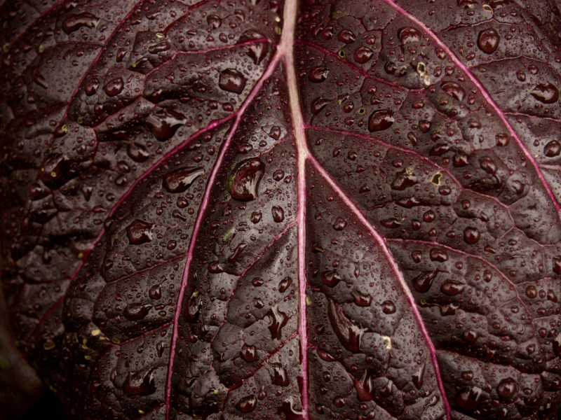 Purple mustard leaf