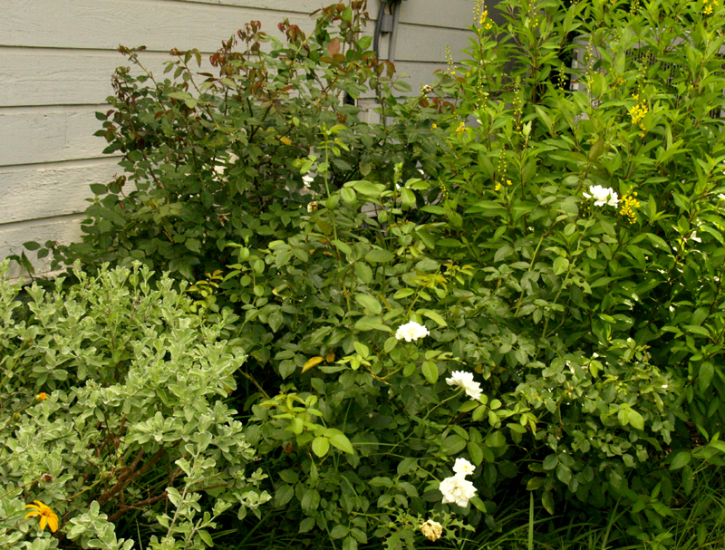 Iceberg and Mrs. Oakley Fisher roses with thryallis Iceberg and Mrs. Oakley Fisher roses with thryallis