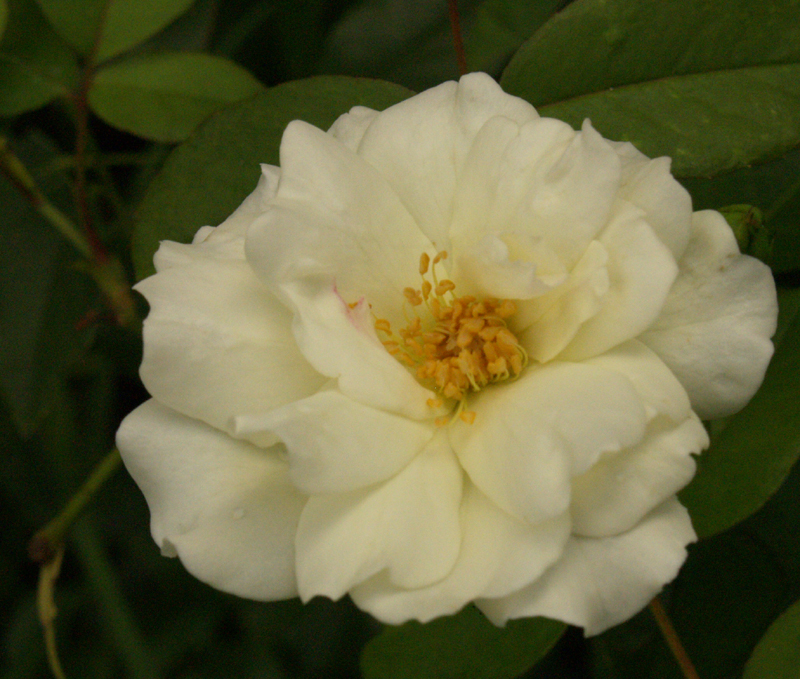 Iceberg rose closeup