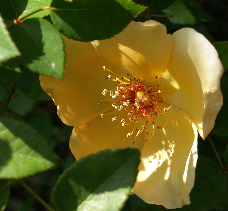 Mrs. Oakley Fisher rose Mrs. Oakley Fisher rose