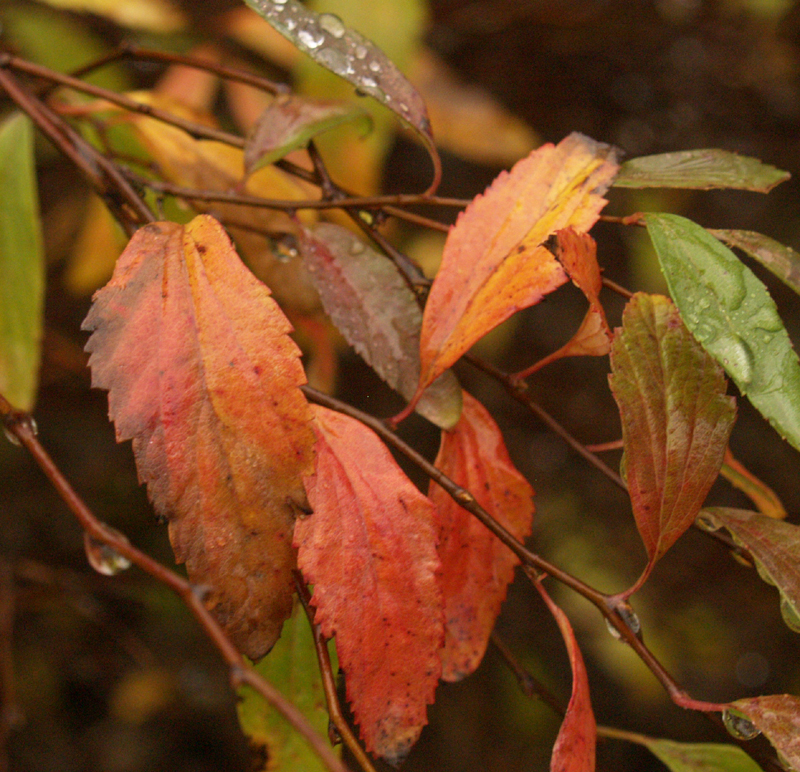 Spiraea orange winter leaves 