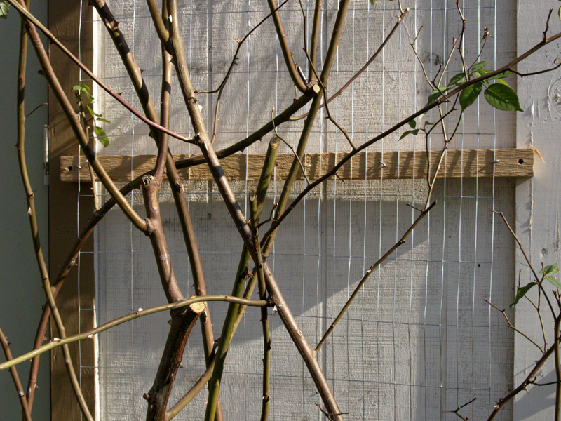 garden fence trellis detail with cedar