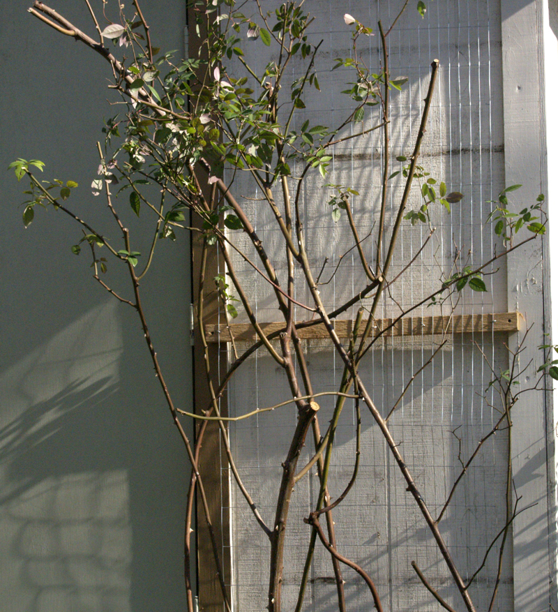 garden fencing rose trellis 