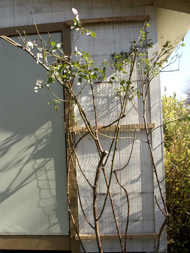 rose trellis with garden fencing and cedar 