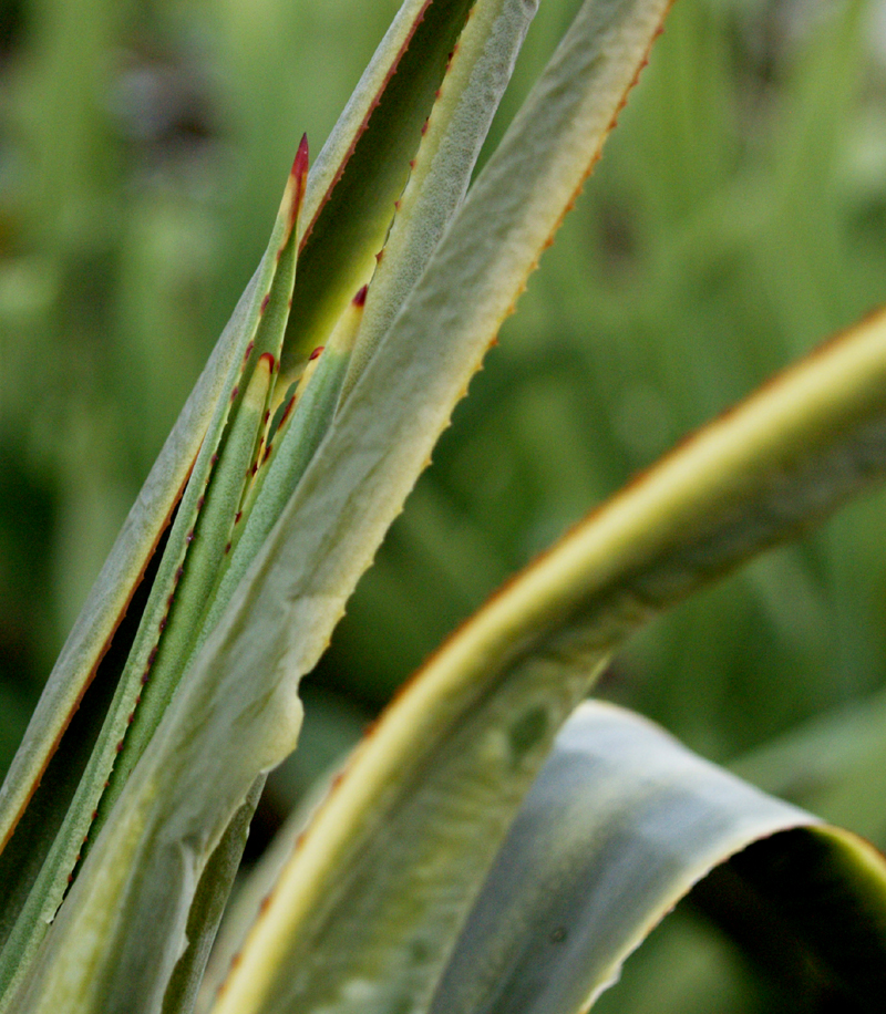 Agave celsii possibly turgid growth after freeze