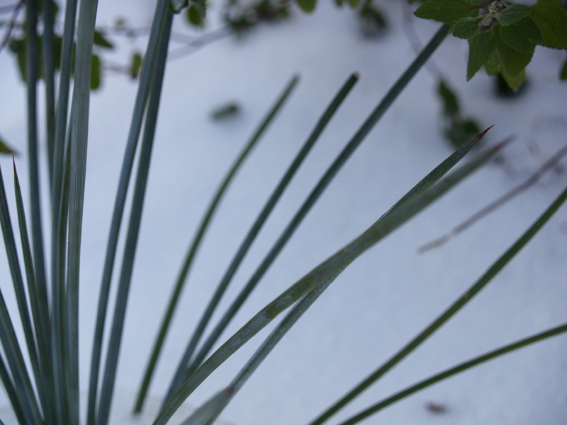 Agave striata 