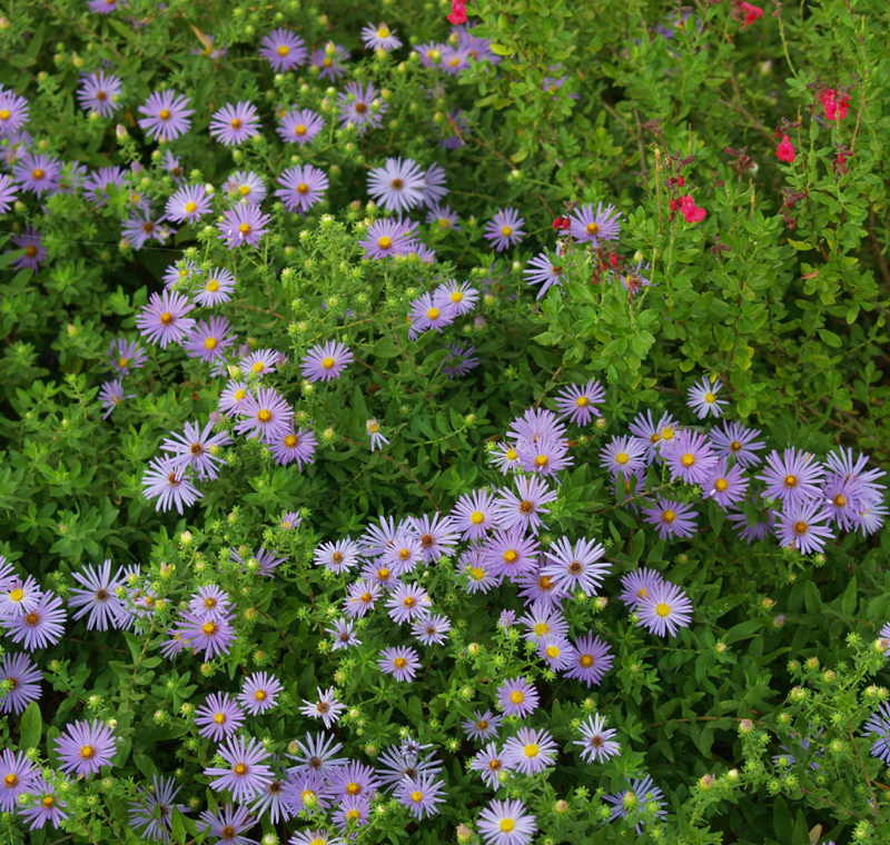 Asters and Salvia greggii