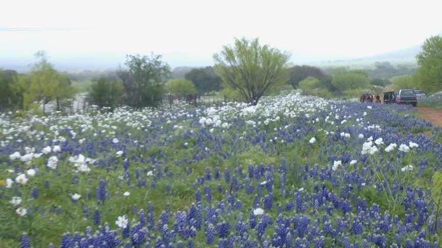 bluebonnets back roads