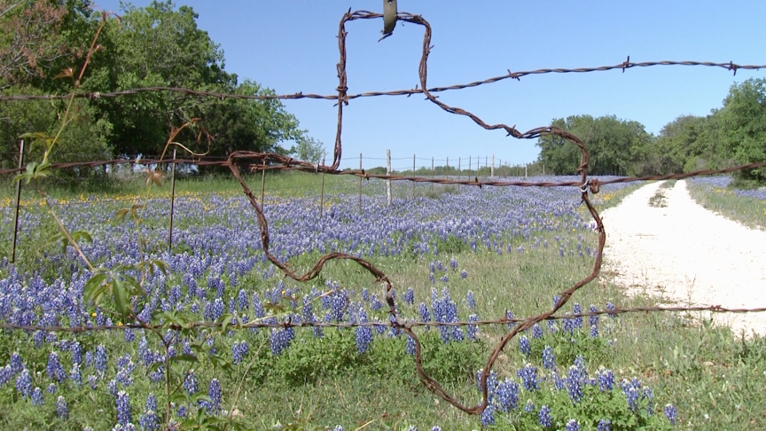 Texas bluebonnets