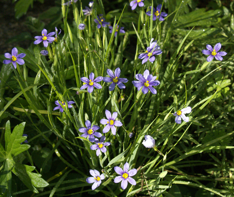 Blue-eyed grass