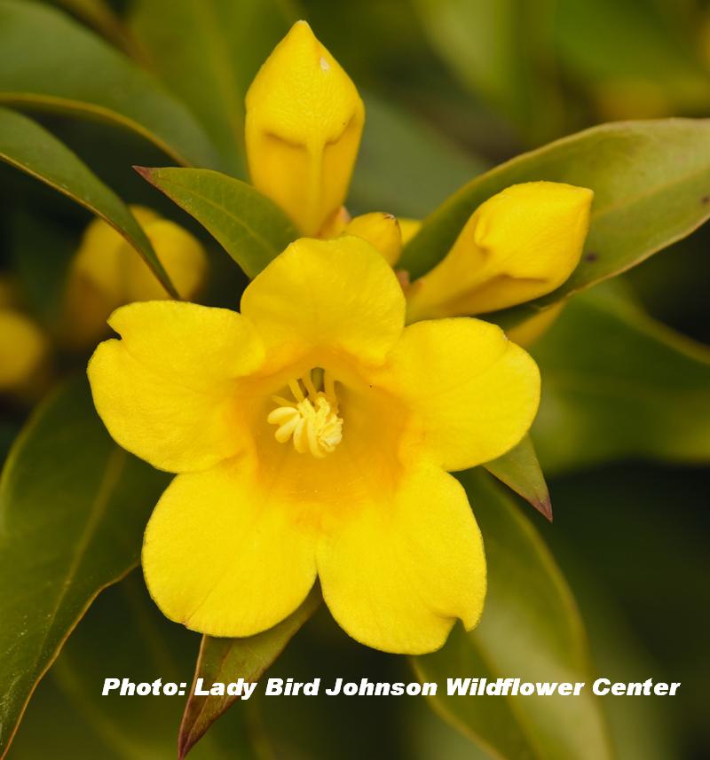 Carolina jessamine