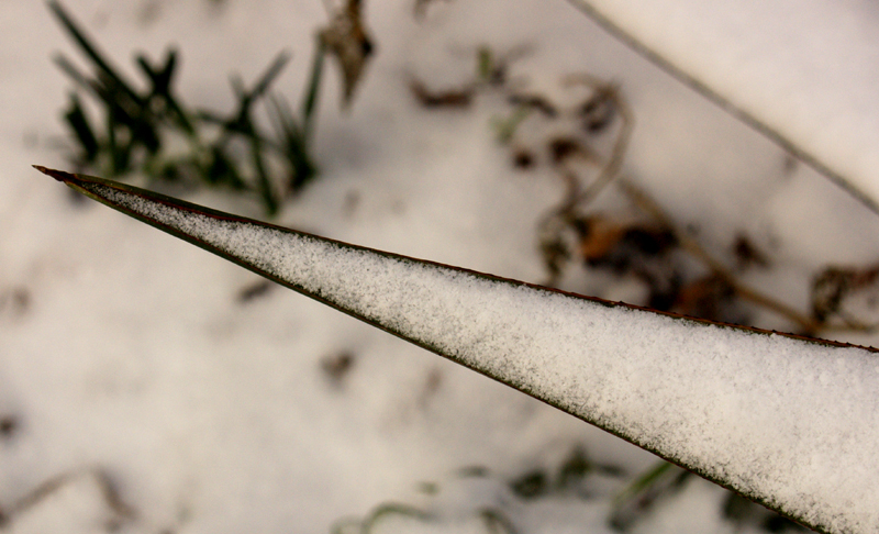 Agave celsii in snow