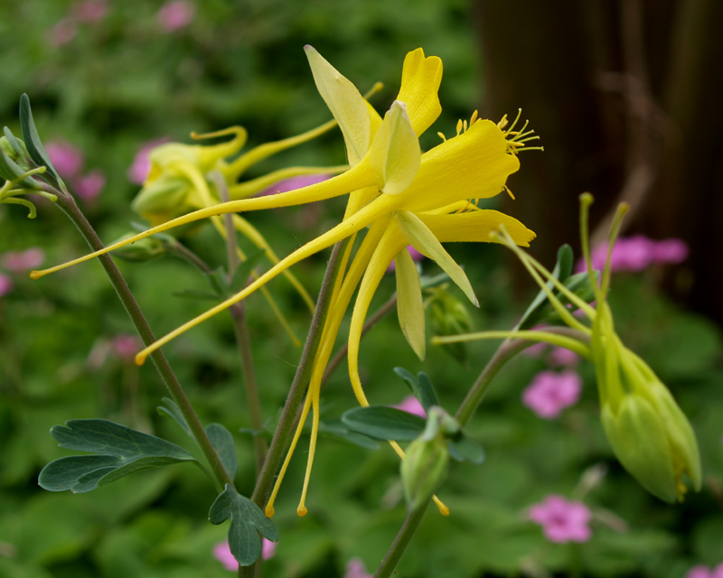 Columbine chrysantha with oxalis 