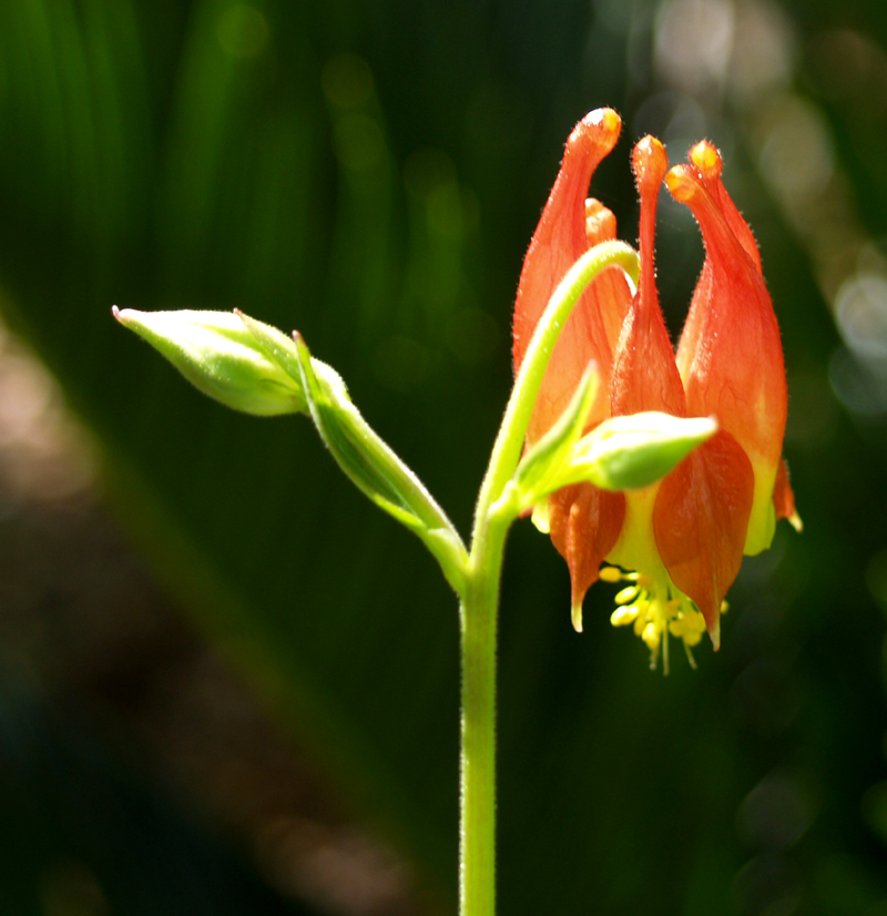 Columbine candadensis