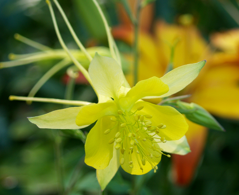 Columbine chrysantha