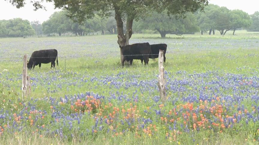 cows in bluebonnets