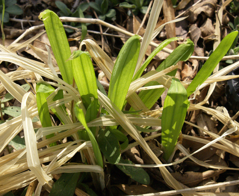 Freesia laxa emerging from freeze damage Freesia laxa emerging from freeze damage