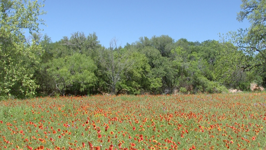 gaillardia field