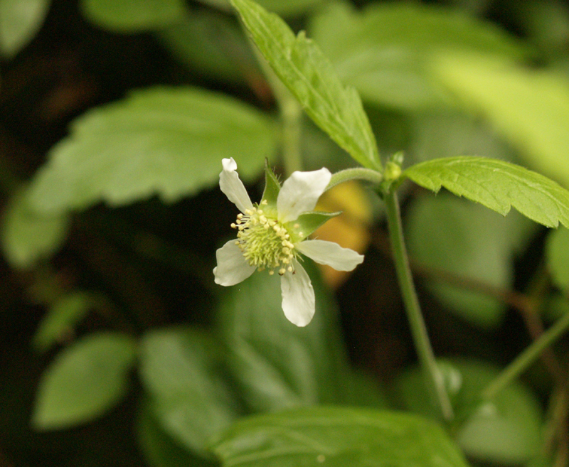 Geum canadense (White Avens) Geum canadense (White Avens)