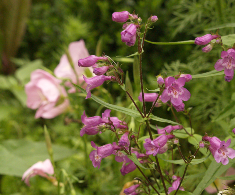 Gulf Coast penstemon with pink evening primrose