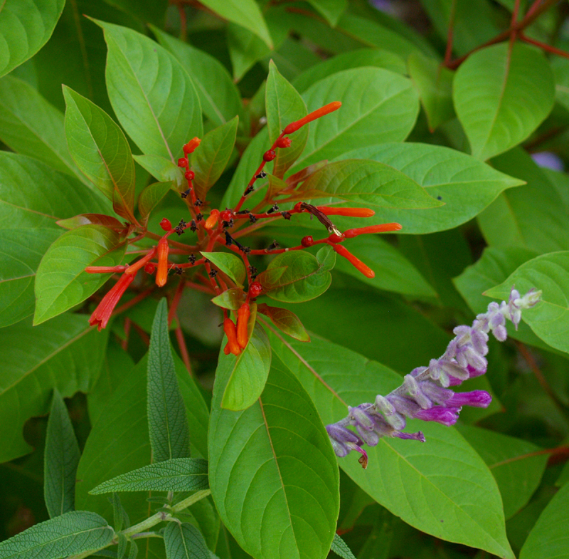 Hamelia patens and Salvia  leucantha 