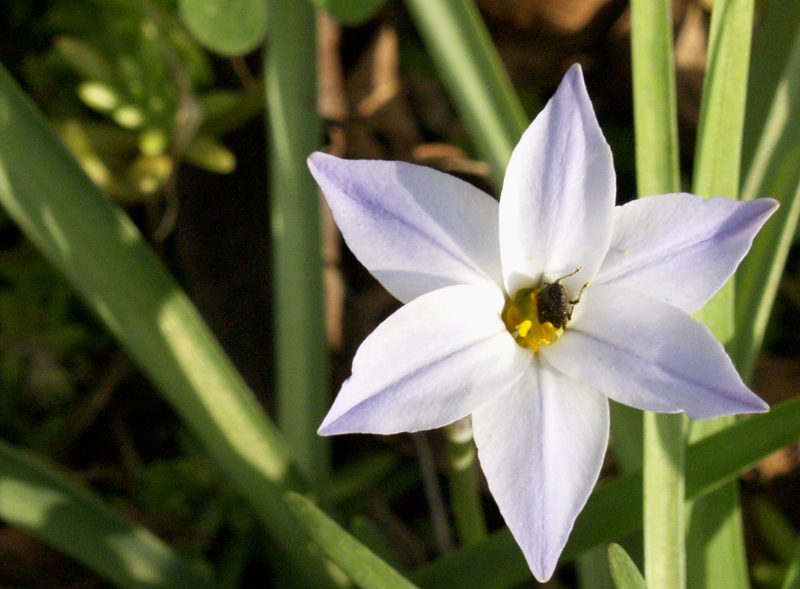 Ipheion uniflorum Ipheion uniflorum