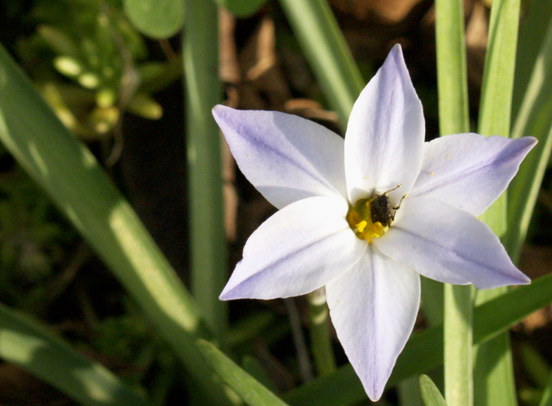 Ipheion uniflorum