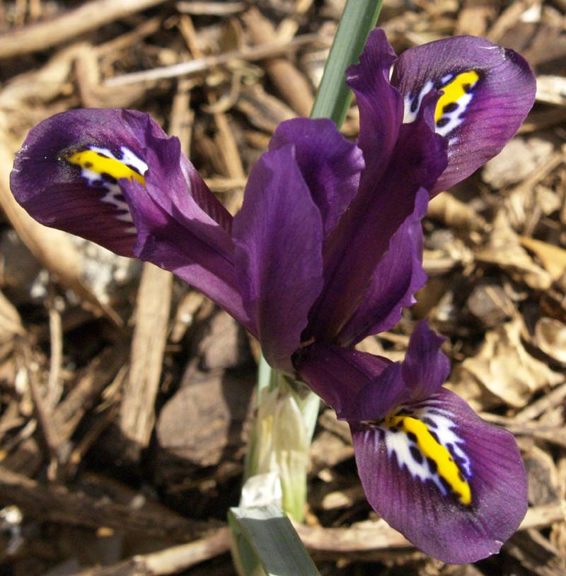 Iris reticulata J.S. Dijt