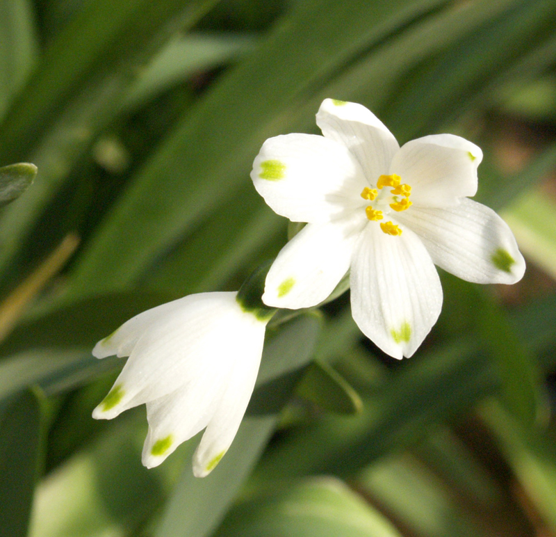 summer snowflake, Leucojum aestivum