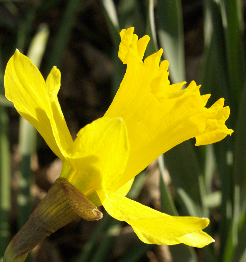 Narcissus 'Gigantic Star'  