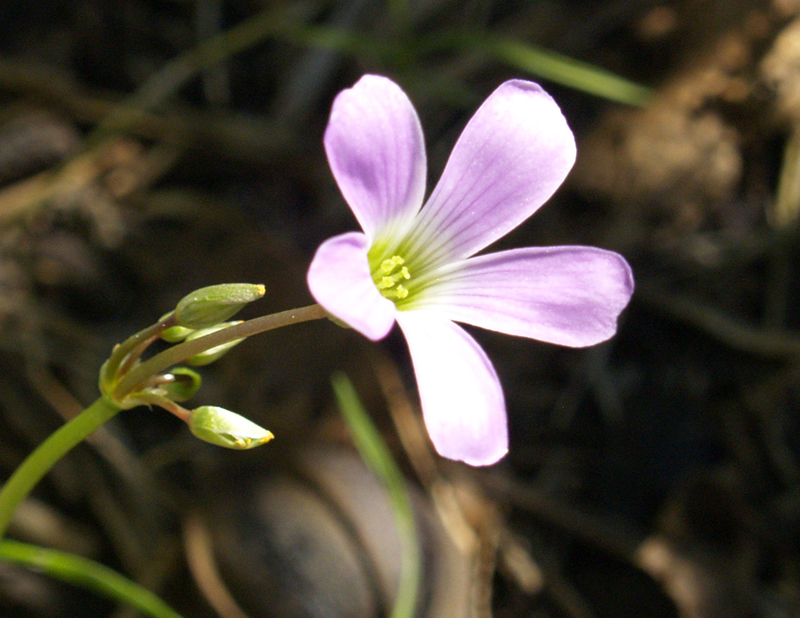 Oxalis drummondi 